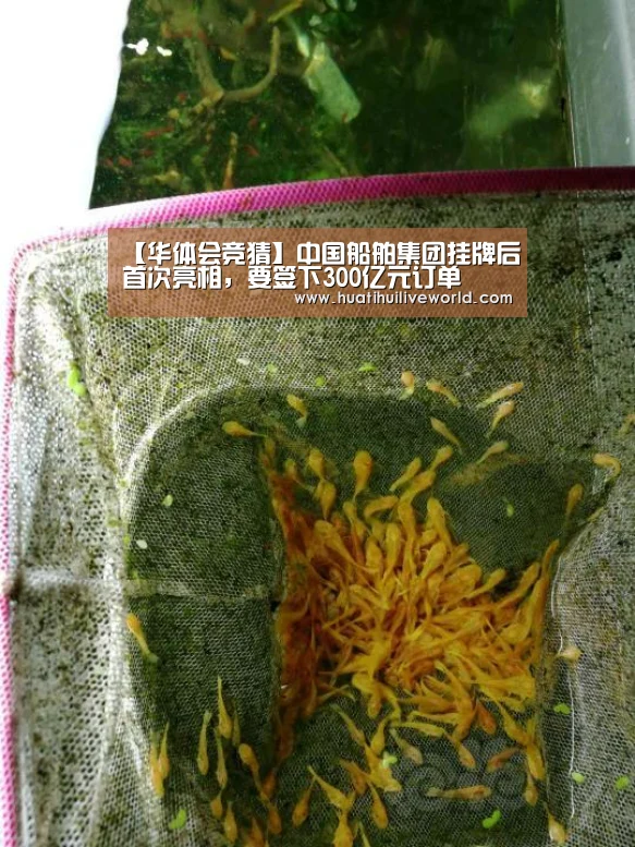【华体会竞猜】中国船舶集团挂牌后首次亮相,要签下300亿元订单(图3) 华体会真人